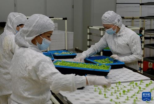 新華全媒 | 探訪大型無人植物工廠與生物飼料研發，科技點亮未來農業